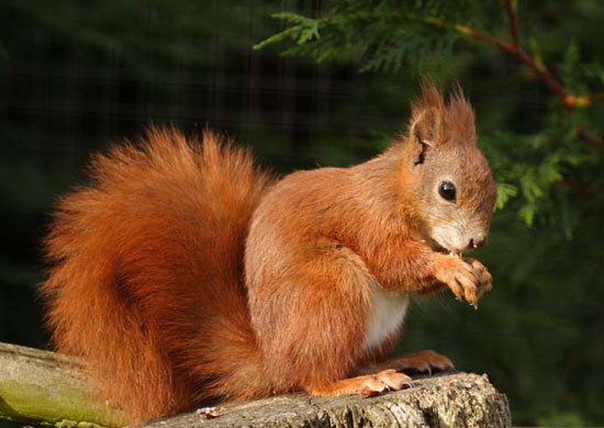 Red squirrels are about to become extinct