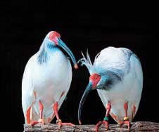 Red Stork - Nipponia nippon
