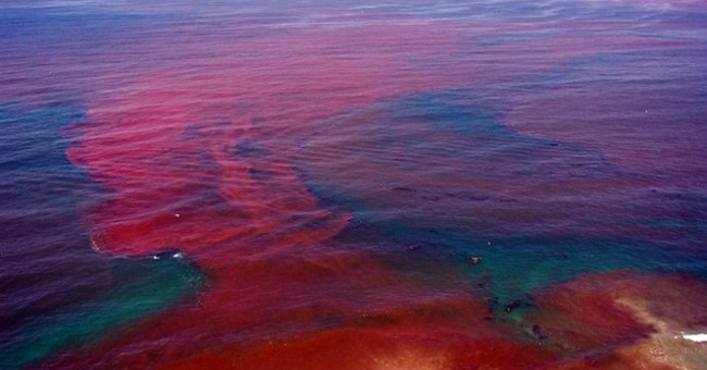 Red tide and harmful effects on seafood production