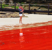 Red tide makes Australian beaches closed