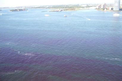 'Red tide' threatens New York