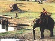 Red warning from elephants
