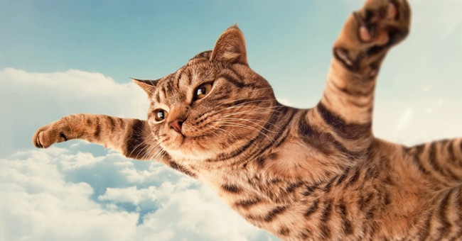 Reddit forum boss revealed why the netizens are crazy about cats