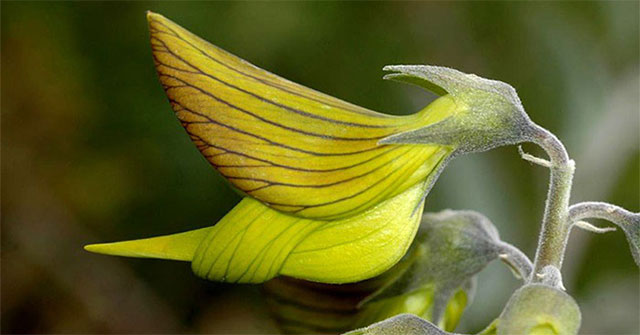 Reddit is mumbling because the plant produces the same flower as a hummingbird!
