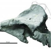 Re-describe the oldest skull of a dolphin