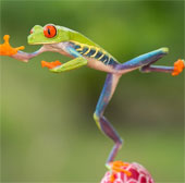 Red-eyed green frog in Central America