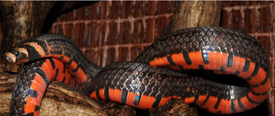 Rediscover 2 rare snake species in Hoang Lien