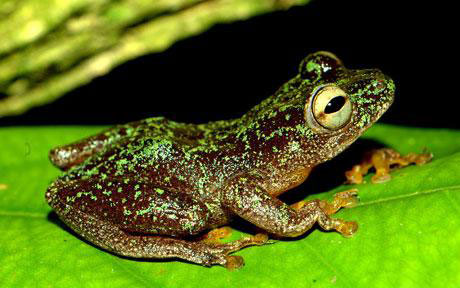 Rediscover 3 extinct amphibian species