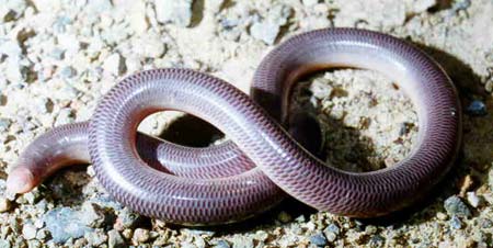 Rediscover blind snakes in Madagascar