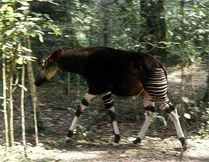 Rediscover rare giraffe-like creatures in Congo