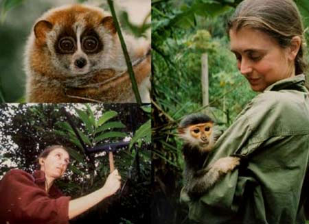Red-shanked douc langur fell sharply in Son Tra
