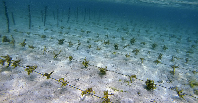 Reduce 70% of greenhouse gases with seaweed