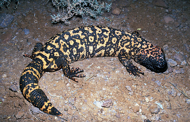 Reduce appetite with lizard saliva