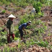 Reducing greenhouse gas emissions by silviculture
