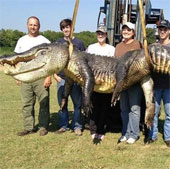 Re-front the giant crocodile, an incredible big one