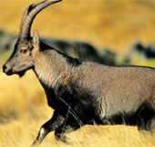 Regenerating extinct animals
