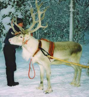 Reindeer with snow