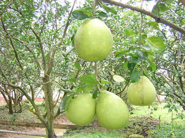 'Rejuvenation' Nam Roi pomelo - increase economic efficiency