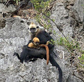 Release Cat Ba langur to nature