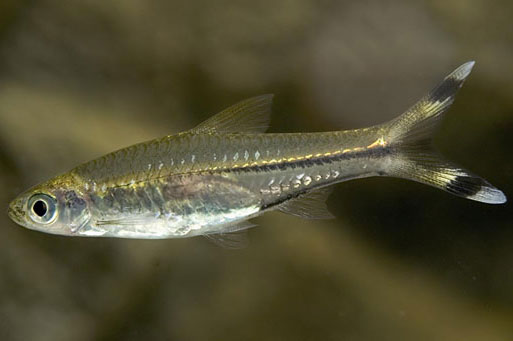 Release fish to protect the environment