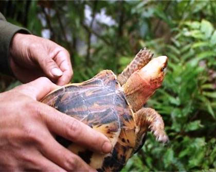 Release two precious turtles to the nature reserve