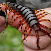 Relieve pain with venom