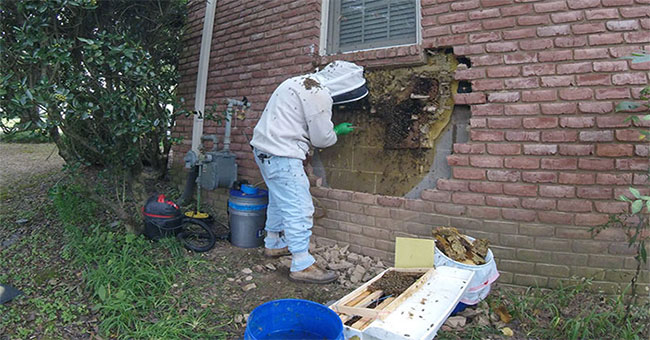 Relocate honey bee nest 35,000 in the wall of American people