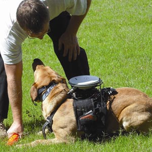 Remote control dog