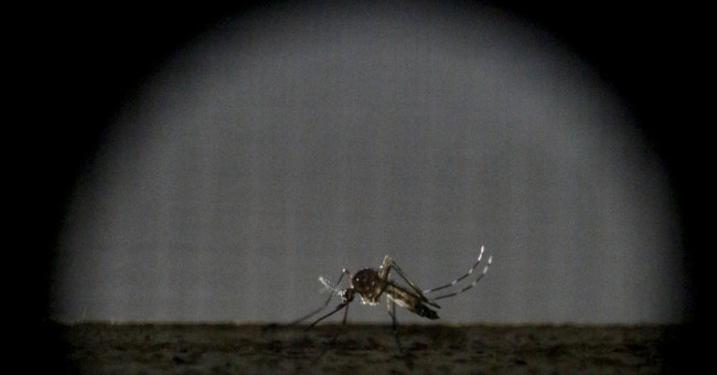Remote mosquito detector for 2km