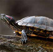 Remote turtle control