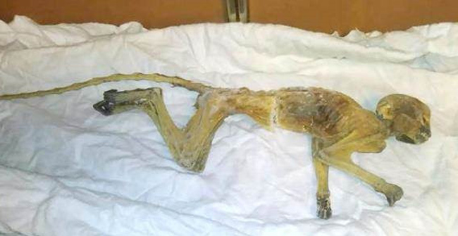 Renovate shopping centers, discover mysterious monkey mummies