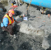 Repeatedly discovered dinosaur fossils in Canada