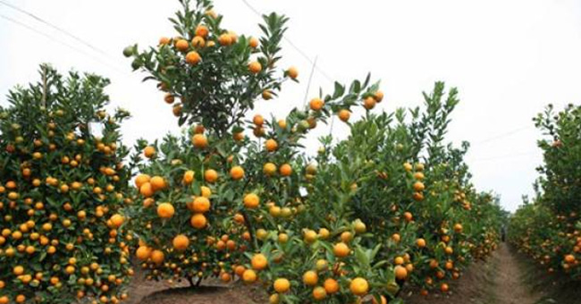 Replanting and caring for kumquat trees after Tet