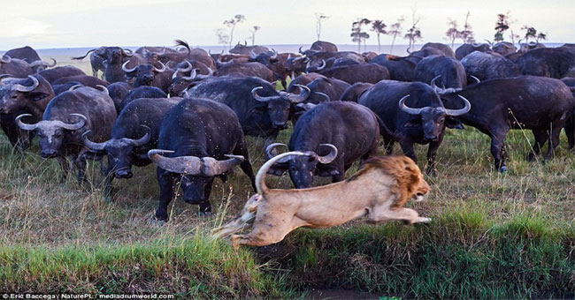 Report vengeance to the fellow, the buffalo herd will put the lion into the world