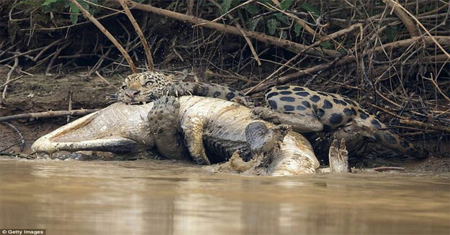 Reported to the river, biting death crocodiles