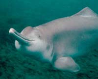 Reportedly a very rare river dolphin