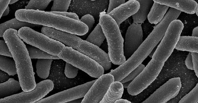 'Reprogramming' E.Coli bacteria to fight ... cancer