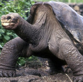 Reptiles in danger of extinction