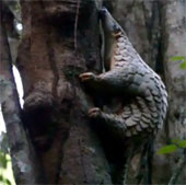 Re-release Java pangolin into nature