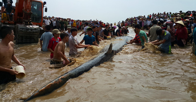 Rescue 14m long whales stranded in Nghe An sea