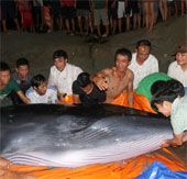 Rescue 2 ton whales stranded on Co To island