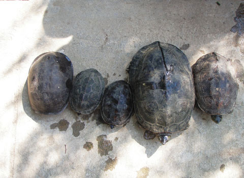 Rescue 5 turtles in Da Nang