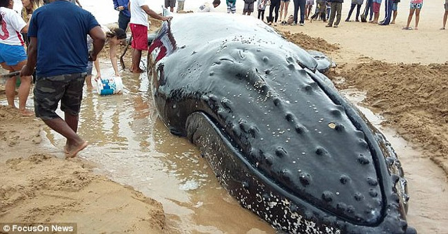 Rescue 7-ton humpback whales stranded on Brazilian beach