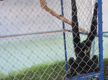 Rescue a rare and precious black cheeked gibbon