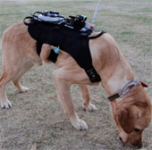 Rescue dog wearing high-tech shirt
