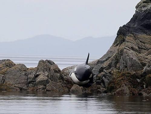 Rescue killer killer whales on the rocks