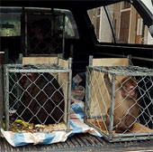 Rescue many rare monkeys