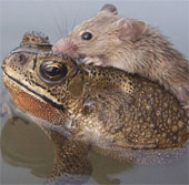 Rescue mice from drowning