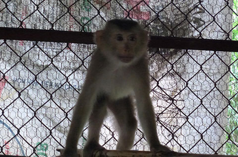 Rescue pig-tailed monkey