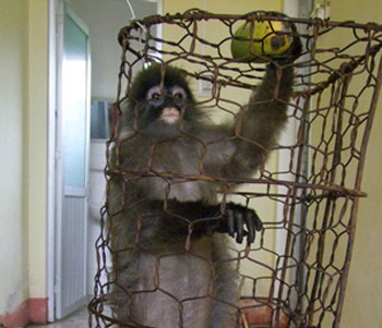 Rescue precious langurs in Yen Bai